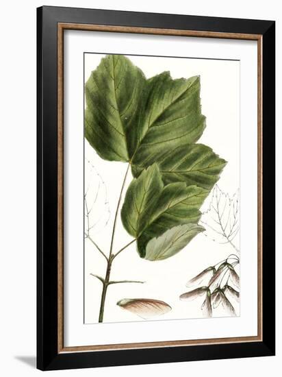 Drummond's Maple-Thomas Nuttall-Framed Art Print