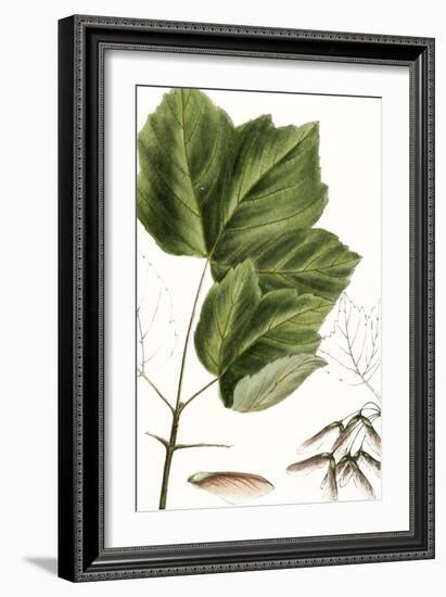 Drummond's Maple-Thomas Nuttall-Framed Art Print