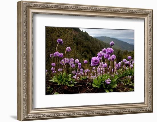 Drumstick primrose flowering, Bhutan-Sandesh Kadur-Framed Photographic Print