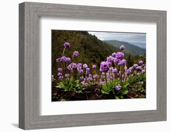 Drumstick primrose flowering, Bhutan-Sandesh Kadur-Framed Photographic Print