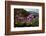 Drumstick primrose flowering, Bhutan-Sandesh Kadur-Framed Photographic Print