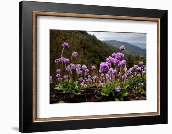 Drumstick primrose flowering, Bhutan-Sandesh Kadur-Framed Photographic Print