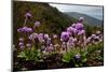 Drumstick primrose flowering, Bhutan-Sandesh Kadur-Mounted Photographic Print