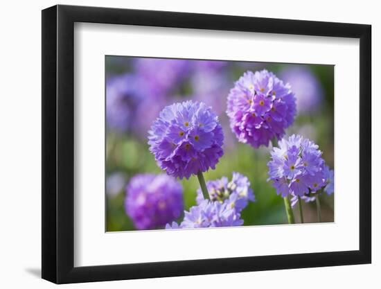 Drumstick primrose, Germany-Kerstin Hinze-Framed Photographic Print