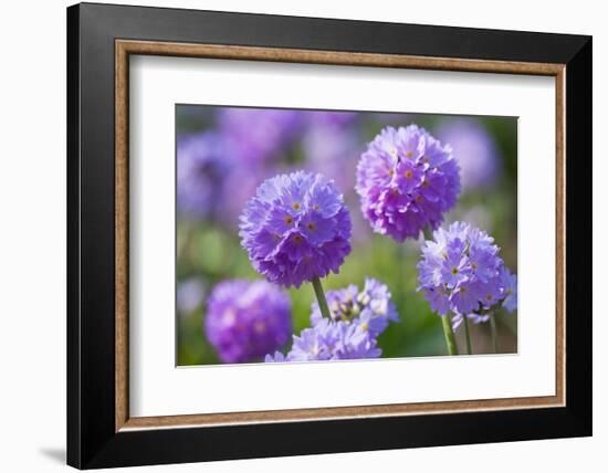 Drumstick primrose, Germany-Kerstin Hinze-Framed Photographic Print