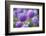 Drumstick primrose, Germany-Kerstin Hinze-Framed Photographic Print