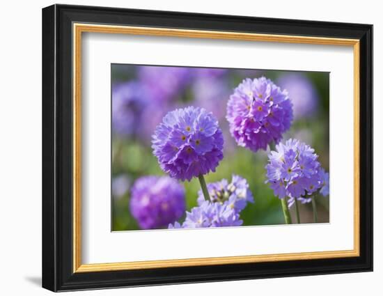 Drumstick primrose, Germany-Kerstin Hinze-Framed Photographic Print