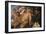 Drunken Silenus Supported by Satyrs, C.1620-Peter Paul Rubens-Framed Giclee Print