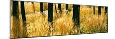 Premium Photographic Print