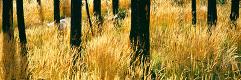 Premium Photographic Print