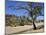 Dry Bed of Todd River, Alice Springs, Northern Territory, Australia, Pacific-Ken Gillham-Mounted Photographic Print