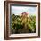 Dry Creek Barn-Lance Kuehne-Framed Photographic Print