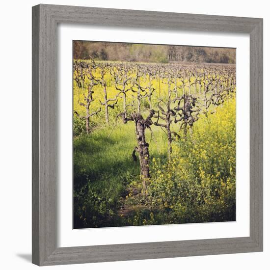 Dry Creek-Lance Kuehne-Framed Photographic Print