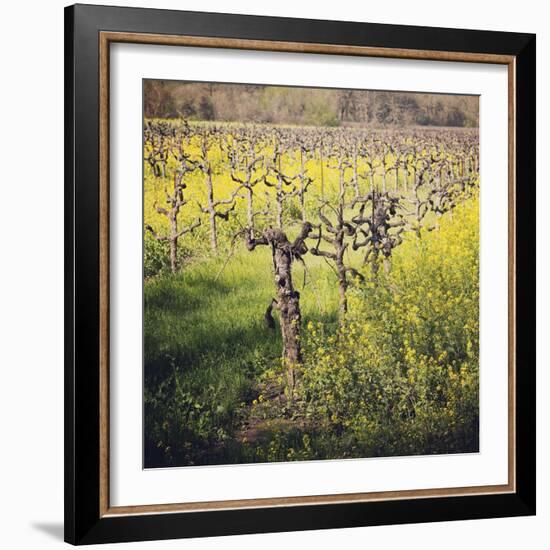 Dry Creek-Lance Kuehne-Framed Photographic Print