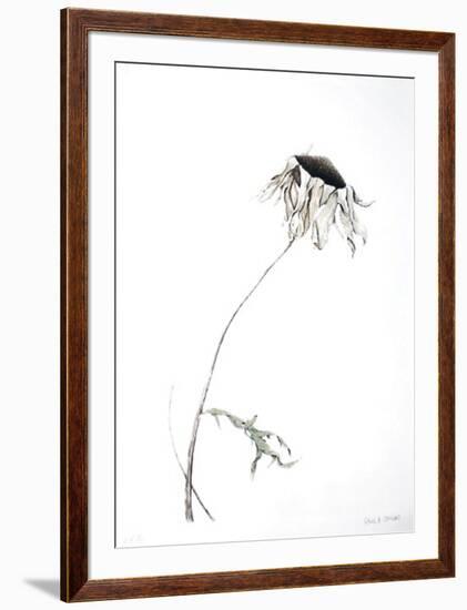 Dry Daisy-Paul Jansen-Framed Collectable Print