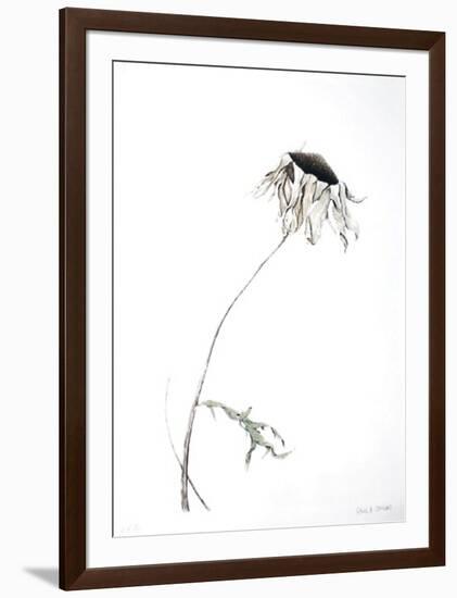 Dry Daisy-Paul Jansen-Framed Collectable Print