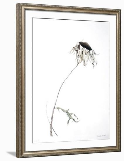 Dry Daisy-Paul Jansen-Framed Collectable Print