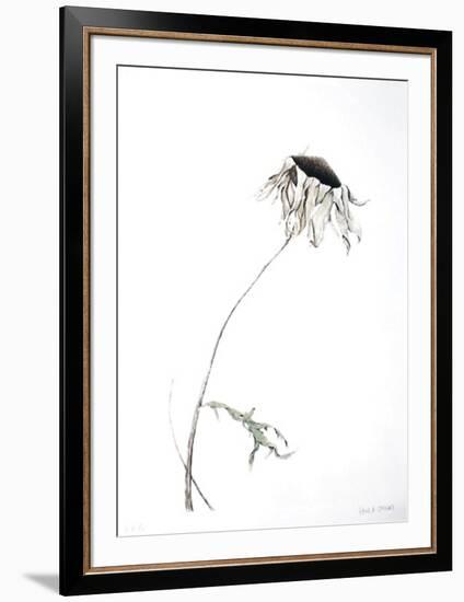 Dry Daisy-Paul Jansen-Framed Collectable Print