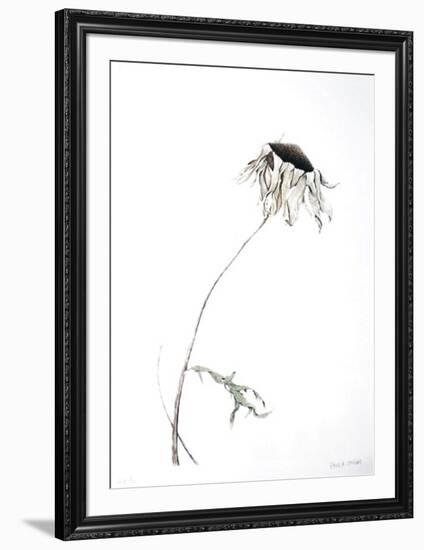 Dry Daisy-Paul Jansen-Framed Collectable Print