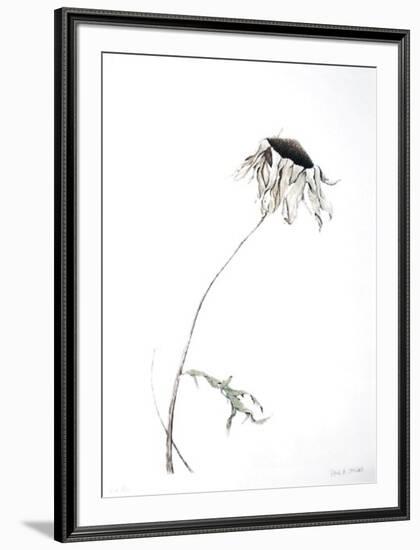 Dry Daisy-Paul Jansen-Framed Collectable Print