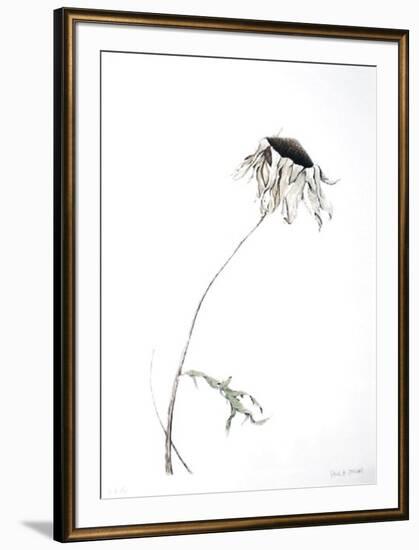 Dry Daisy-Paul Jansen-Framed Collectable Print