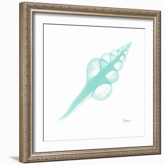 Dry Fusinus Colus Seafoam-Albert Koetsier-Framed Photographic Print