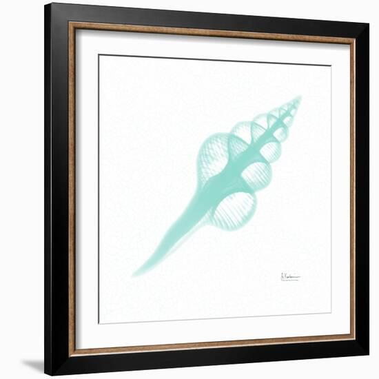 Dry Fusinus Colus Seafoam-Albert Koetsier-Framed Photographic Print