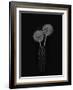 Dry Giant Allium-Lydia Jacobs-Framed Photographic Print