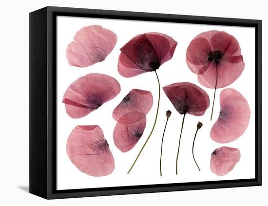 Dry, Pressed Poppy Flowers-Iwona Grodzka-Framed Stretched Canvas