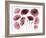 Dry, Pressed Poppy Flowers-Iwona Grodzka-Framed Art Print