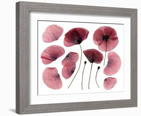 Dry, Pressed Poppy Flowers-Iwona Grodzka-Framed Art Print