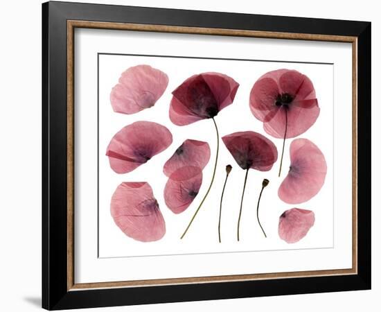 Dry, Pressed Poppy Flowers-Iwona Grodzka-Framed Art Print