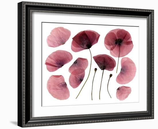 Dry, Pressed Poppy Flowers-Iwona Grodzka-Framed Art Print