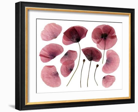 Dry, Pressed Poppy Flowers-Iwona Grodzka-Framed Art Print