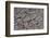 Dry River Bed, Skeleton Coast Park, Namibia, Africa-Thorsten Milse-Framed Photographic Print