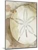 Dry Sand Dollar II-Grace Popp-Mounted Art Print