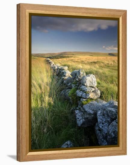 Dry Stone Wall and Moorland Grassland, Late Evening Light, Dartmoor Np, Devon, Uk. September 2008-Ross Hoddinott-Framed Premier Image Canvas