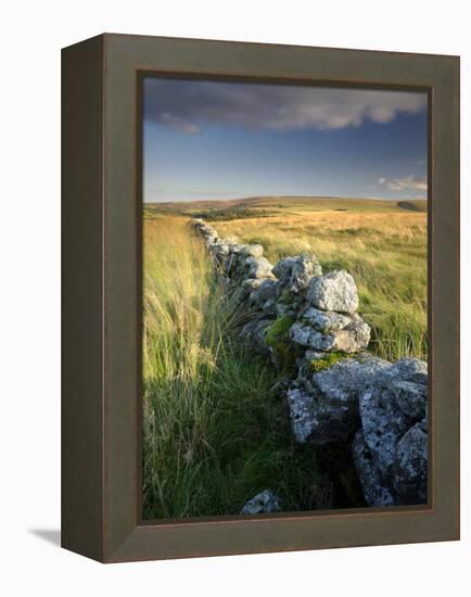 Dry Stone Wall and Moorland Grassland, Late Evening Light, Dartmoor Np, Devon, Uk. September 2008-Ross Hoddinott-Framed Premier Image Canvas