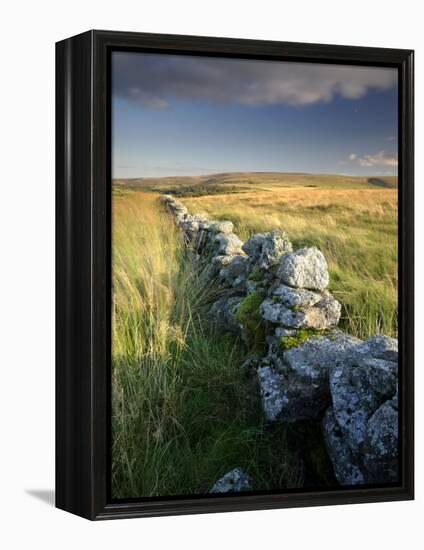 Dry Stone Wall and Moorland Grassland, Late Evening Light, Dartmoor Np, Devon, Uk. September 2008-Ross Hoddinott-Framed Premier Image Canvas