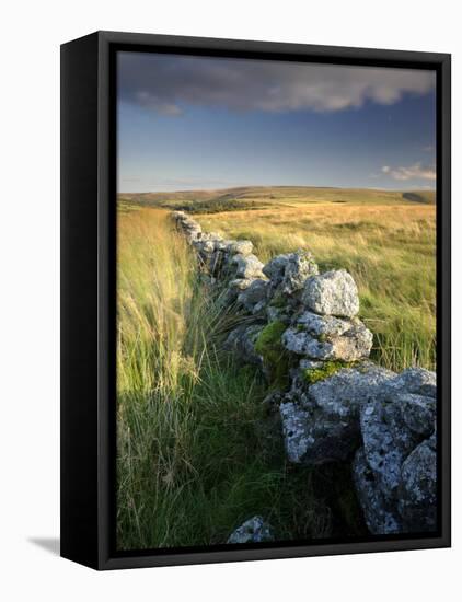 Dry Stone Wall and Moorland Grassland, Late Evening Light, Dartmoor Np, Devon, Uk. September 2008-Ross Hoddinott-Framed Premier Image Canvas