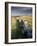 Dry Stone Wall and Moorland Grassland, Late Evening Light, Dartmoor Np, Devon, Uk. September 2008-Ross Hoddinott-Framed Photographic Print