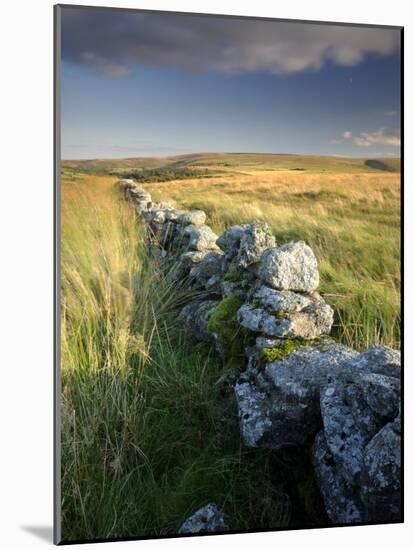 Dry Stone Wall and Moorland Grassland, Late Evening Light, Dartmoor Np, Devon, Uk. September 2008-Ross Hoddinott-Mounted Photographic Print
