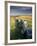 Dry Stone Wall and Moorland Grassland, Late Evening Light, Dartmoor Np, Devon, Uk. September 2008-Ross Hoddinott-Framed Photographic Print