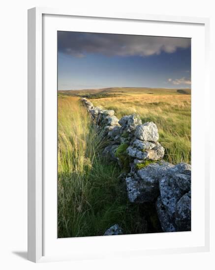 Dry Stone Wall and Moorland Grassland, Late Evening Light, Dartmoor Np, Devon, Uk. September 2008-Ross Hoddinott-Framed Photographic Print