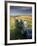 Dry Stone Wall and Moorland Grassland, Late Evening Light, Dartmoor Np, Devon, Uk. September 2008-Ross Hoddinott-Framed Photographic Print