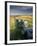 Dry Stone Wall and Moorland Grassland, Late Evening Light, Dartmoor Np, Devon, Uk. September 2008-Ross Hoddinott-Framed Photographic Print