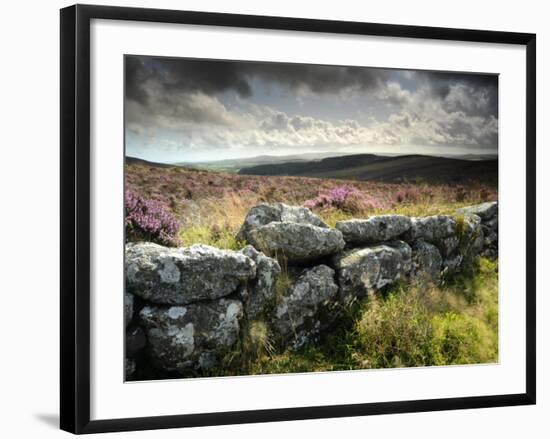 Dry Stone Wall, Near Birch Tor, Dartmoor Np, Devon. September 2008-Ross Hoddinott-Framed Photographic Print