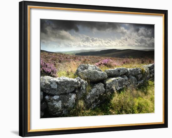 Dry Stone Wall, Near Birch Tor, Dartmoor Np, Devon. September 2008-Ross Hoddinott-Framed Photographic Print