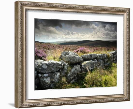 Dry Stone Wall, Near Birch Tor, Dartmoor Np, Devon. September 2008-Ross Hoddinott-Framed Photographic Print