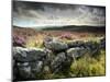 Dry Stone Wall, Near Birch Tor, Dartmoor Np, Devon. September 2008-Ross Hoddinott-Mounted Photographic Print
